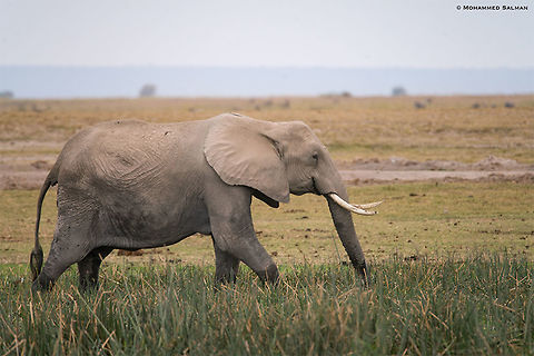 African bush elephant || Amboseli || Aug 2017
https://www.facebook.com/MohammedSalmanPics/ African bush elephant,Loxodonta africana