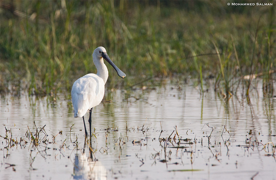 Eurasian Spoonbill || Bharatpur || Dec 2016<br />
<a href="https://www.facebook.com/MohammedSalmanPics/" rel="nofollow">https://www.facebook.com/MohammedSalmanPics/</a> Eurasian Spoonbill,Platalea leucorodia