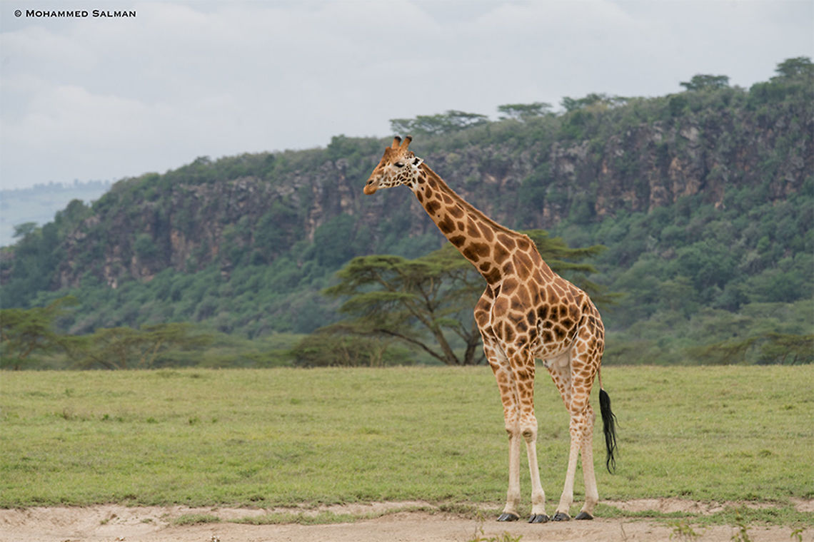 Rothschild's giraffe || Lake Nakuru || Aug 2017<br />
<a href="https://www.facebook.com/MohammedSalmanPics/" rel="nofollow">https://www.facebook.com/MohammedSalmanPics/</a><br />
 Giraffa camelopardalis rothschildi,Rothschild Giraffe