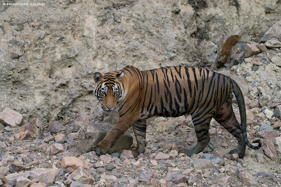 Tiger, on the rocks... || Ranthambore || June 2018<br />
<a href="https://www.facebook.com/MohammedSalmanPics/" rel="nofollow">https://www.facebook.com/MohammedSalmanPics/</a> Bengal tiger,Panthera tigris tigris