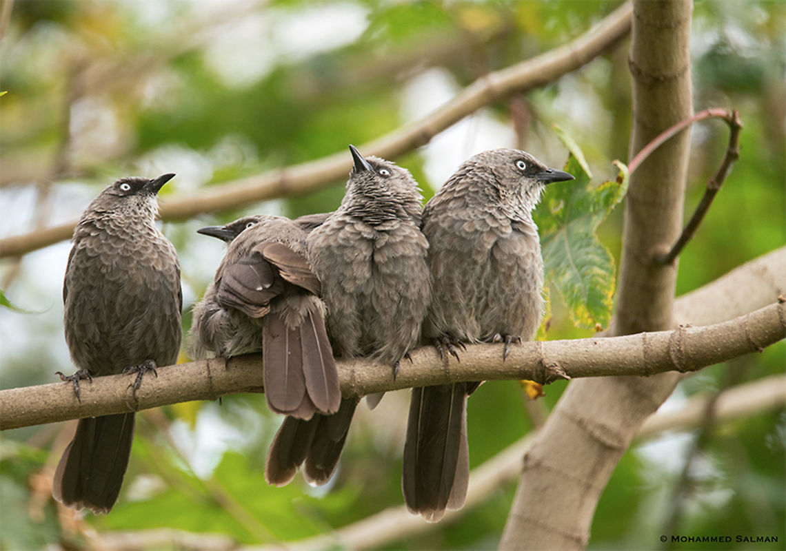 Black-lored babblers || Lake Naivasha || Aug 2017<br />
<a href="https://www.facebook.com/MohammedSalmanPics/" rel="nofollow">https://www.facebook.com/MohammedSalmanPics/</a> Black-lored babbler,Turdoides sharpei