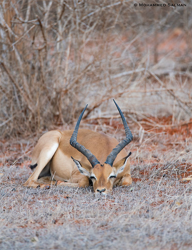 Impala asleep || Tsavo East || Aug 2017<br />
<a href="https://www.facebook.com/MohammedSalmanPics/" rel="nofollow">https://www.facebook.com/MohammedSalmanPics/</a> Aepyceros melampus,Impala