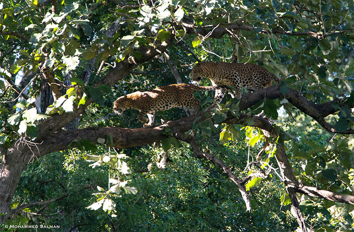 A pair of Leopards || Kabini || Sept 2018<br />
<a href="https://www.facebook.com/MohammedSalmanPics/" rel="nofollow">https://www.facebook.com/MohammedSalmanPics/</a> Leopard,Panthera pardus