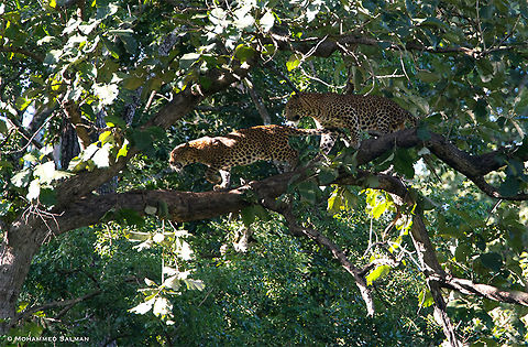 A pair of Leopards || Kabini || Sept 2018
https://www.facebook.com/MohammedSalmanPics/ Leopard,Panthera pardus