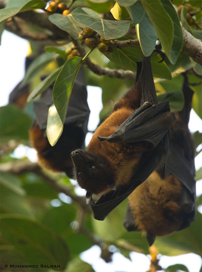 Indian flying fox || Ranthambore || Dec 2016<br />
<a href="https://www.facebook.com/MohammedSalmanPics/" rel="nofollow">https://www.facebook.com/MohammedSalmanPics/</a> Indian flying fox,Pteropus giganteus
