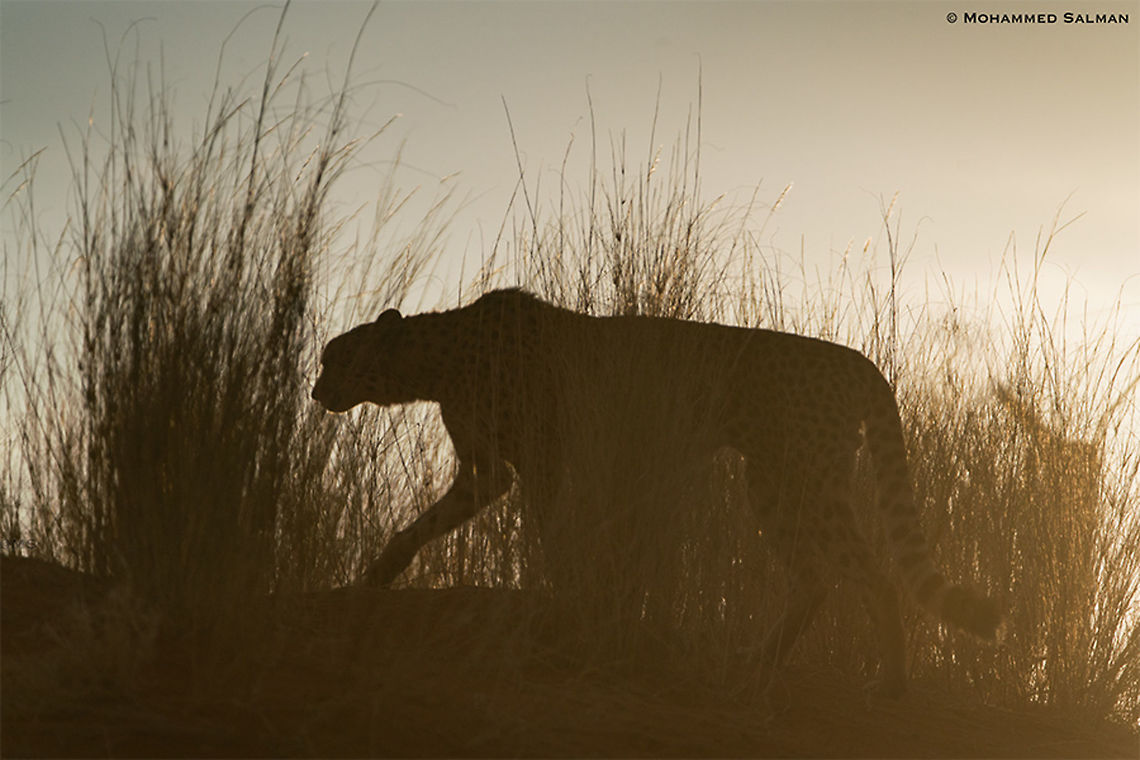 Silhouette of a cheetah || Kalahari desert || Oct 2018<br />
<a href="https://www.facebook.com/MohammedSalmanPics/" rel="nofollow">https://www.facebook.com/MohammedSalmanPics/</a> Acinonyx jubatus,Cheetah