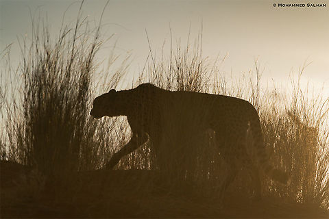 Silhouette of a cheetah || Kalahari desert || Oct 2018
https://www.facebook.com/MohammedSalmanPics/ Acinonyx jubatus,Cheetah