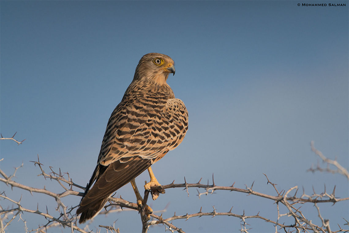 Greater Kestrel || Etosha || Oct 2018<br />
<a href="https://www.facebook.com/MohammedSalmanPics/" rel="nofollow">https://www.facebook.com/MohammedSalmanPics/</a> Falco rupicoloides,Greater Kestrel