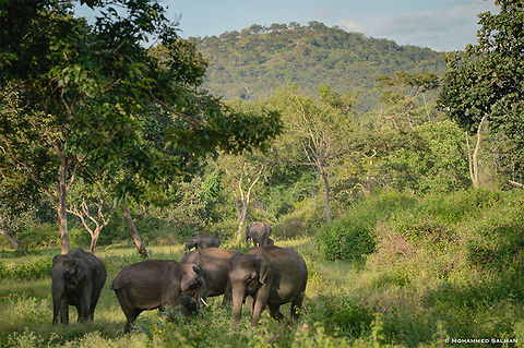 Abode of the elephants || Bandipur || Sept 2018
https://www.facebook.com/MohammedSalmanPics/ Elephas maximus indicus,Indian Elephant