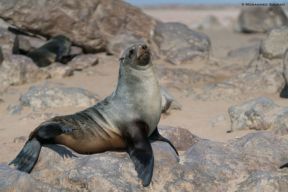 A Cape fur seal || Cape cross seal reserve || Oct 2018<br />
<a href="https://www.facebook.com/MohammedSalmanPics/" rel="nofollow">https://www.facebook.com/MohammedSalmanPics/</a> Arctocephalus pusillus,Brown fur seal