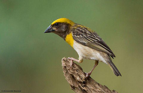 Baya weaver || Hampi || July 2018
https://www.facebook.com/MohammedSalmanPics/ Baya Weaver,Ploceus philippinus