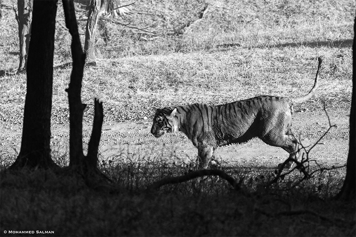 Monochromatic tiger || Ranthambore || Dec 2016<br />
<a href="https://www.facebook.com/MohammedSalmanPics/" rel="nofollow">https://www.facebook.com/MohammedSalmanPics/</a> Panthera tigris,Tiger