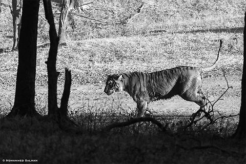 Monochromatic tiger || Ranthambore || Dec 2016
https://www.facebook.com/MohammedSalmanPics/ Panthera tigris,Tiger