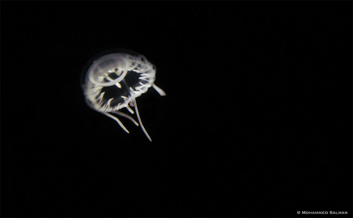 Freshwater jellyfish || Lakkavalli, Bhadra || Jan 2019<br />
<a href="https://www.facebook.com/MohammedSalmanPics/" rel="nofollow">https://www.facebook.com/MohammedSalmanPics/</a>
