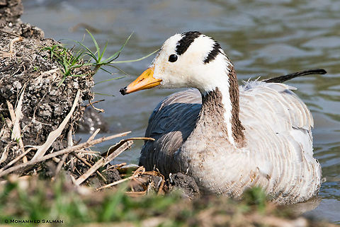 Bar-headed goose close up || Gadag || Dec 2018
https://www.facebook.com/MohammedSalmanPics/
 Anser indicus,Bar-headed Goose
