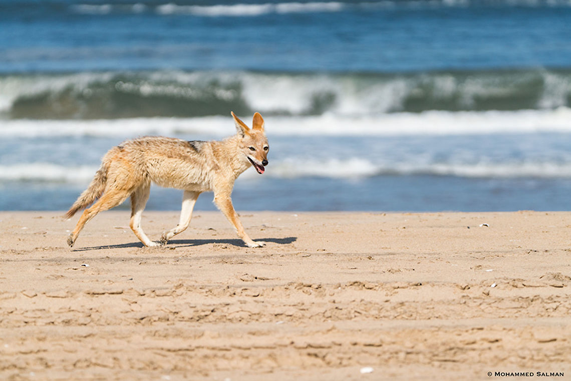 A Cape jackal scavenging by the coast || Sandwich harbour || Oct 2018<br />
<a href="https://www.facebook.com/MohammedSalmanPics/" rel="nofollow">https://www.facebook.com/MohammedSalmanPics/</a> Black-backed jackal,Canis mesomelas