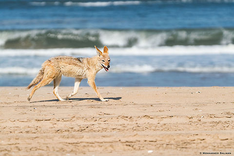 A Cape jackal scavenging by the coast || Sandwich harbour || Oct 2018
https://www.facebook.com/MohammedSalmanPics/ Black-backed jackal,Canis mesomelas