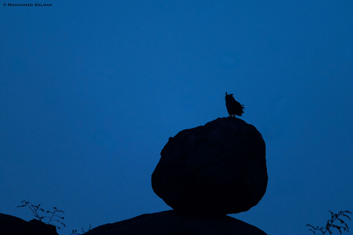 A silhouette of the Indian eagle-owl || Koppal || Dec 2018<br />
<a href="https://www.facebook.com/MohammedSalmanPics/" rel="nofollow">https://www.facebook.com/MohammedSalmanPics/</a> Bubo bengalensis,Indian eagle-owl