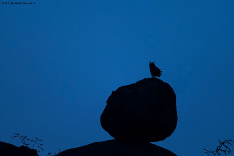 A silhouette of the Indian eagle-owl || Koppal || Dec 2018
https://www.facebook.com/MohammedSalmanPics/ Bubo bengalensis,Indian eagle-owl