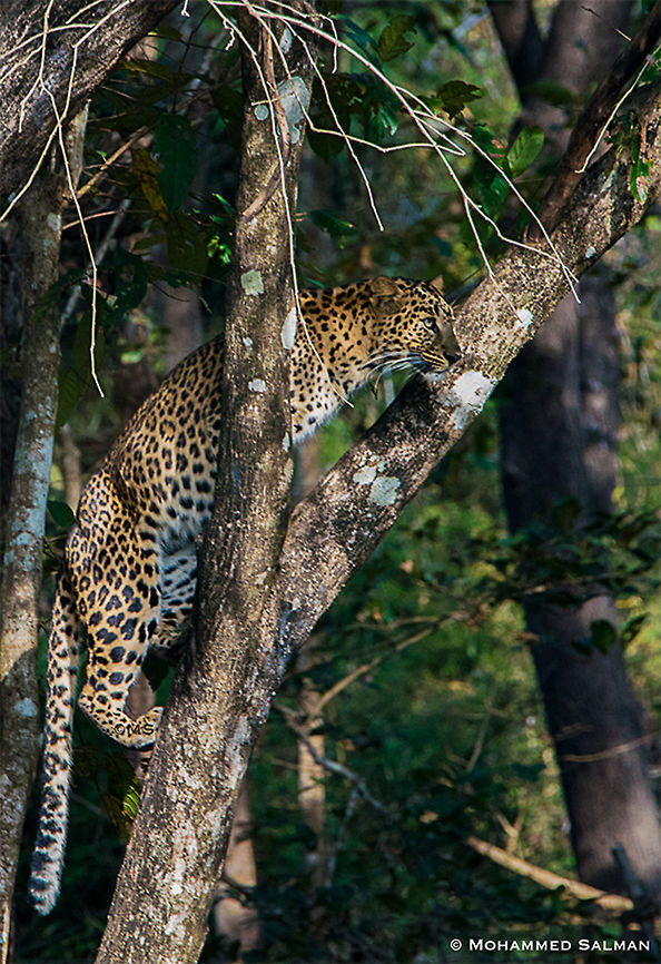 Leopard on a tree || Lakkavalli, Bhadra || Jan 2019<br />
<a href="https://www.facebook.com/MohammedSalmanPics/" rel="nofollow">https://www.facebook.com/MohammedSalmanPics/</a> Leopard,Panthera pardus