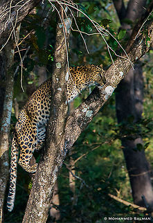 Leopard on a tree || Lakkavalli, Bhadra || Jan 2019
https://www.facebook.com/MohammedSalmanPics/ Leopard,Panthera pardus