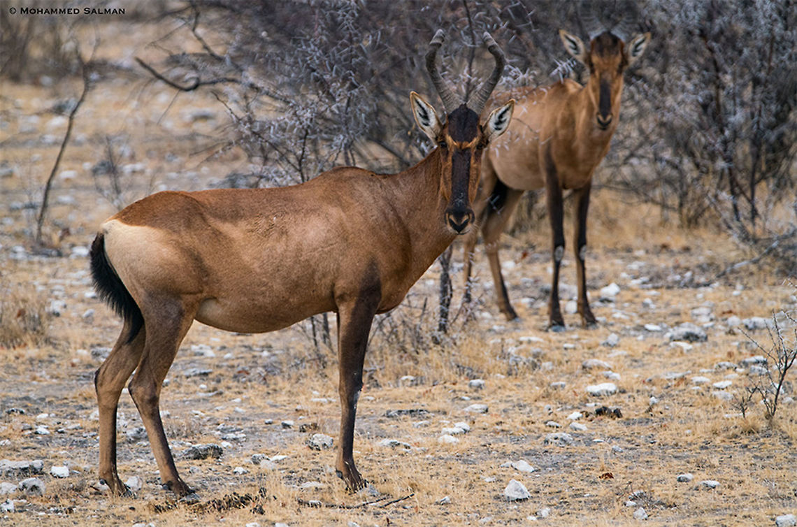Red hartebeest stag || Etosha || Oct 2018<br />
<a href="https://www.facebook.com/MohammedSalmanPics/" rel="nofollow">https://www.facebook.com/MohammedSalmanPics/</a> Alcelaphus buselaphus caama,Red hartebeest