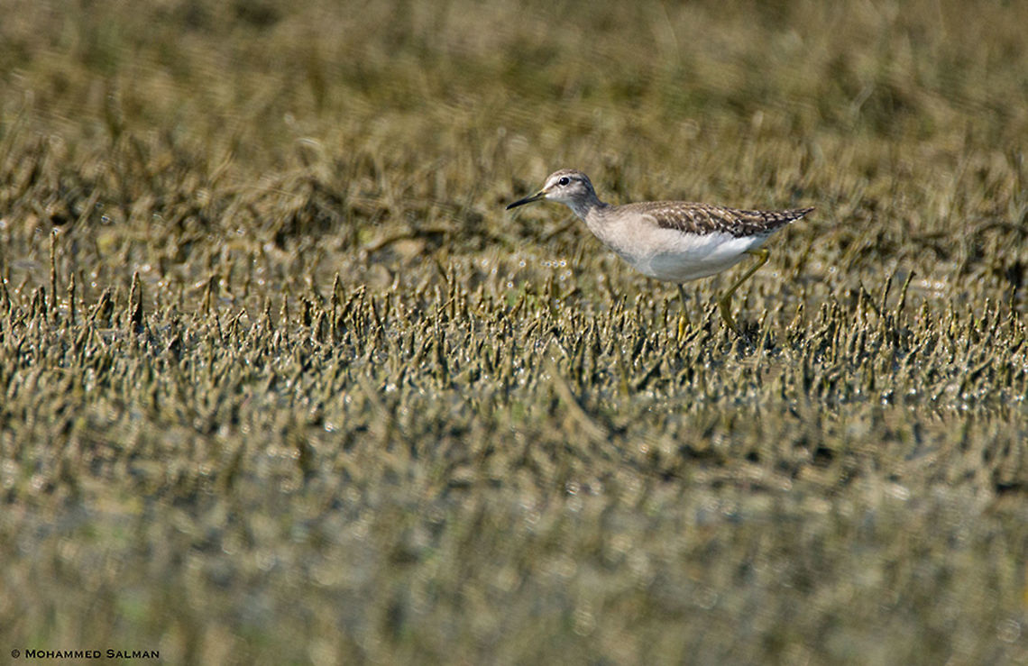 Wood sandpiper || Bharatpur || Dec 2016<br />
<a href="https://www.facebook.com/MohammedSalmanPics/" rel="nofollow">https://www.facebook.com/MohammedSalmanPics/</a><br />
 Tringa glareola,Wood Sandpiper