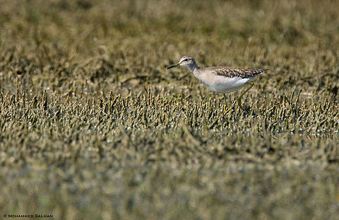 Wood sandpiper || Bharatpur || Dec 2016
https://www.facebook.com/MohammedSalmanPics/
 Tringa glareola,Wood Sandpiper