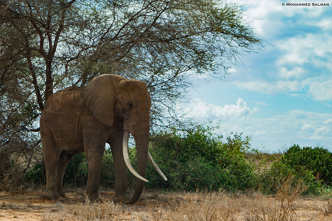 Those mighty tusks || Tsavo East || Aug 2017<br />
<a href="https://www.facebook.com/MohammedSalmanPics/" rel="nofollow">https://www.facebook.com/MohammedSalmanPics/</a> African bush elephant,Loxodonta africana