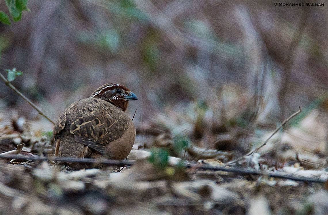 Jungle Bush-quail female || Cauvery wls || Nov 2016<br />
<a href="https://www.facebook.com/MohammedSalmanPics/" rel="nofollow">https://www.facebook.com/MohammedSalmanPics/</a> Jungle bush quail,Perdicula asiatica