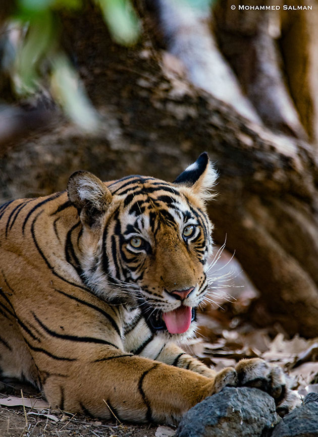 Tiger portrait || Ranthambore || June 2018 <a href="https://www.facebook.com/MohammedSalmanPics/" rel="nofollow">https://www.facebook.com/MohammedSalmanPics/</a><br />
 Bengal tiger,Panthera tigris tigris