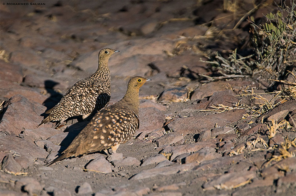 Namaqua sandgrouse || grootberg plateau || Oct 2018<br />
<a href="https://www.facebook.com/MohammedSalmanPics/" rel="nofollow">https://www.facebook.com/MohammedSalmanPics/</a><br />
 Namaqua sandgrouse,Pterocles namaqua