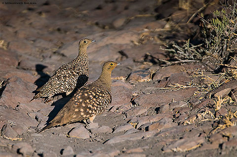 Namaqua sandgrouse || grootberg plateau || Oct 2018
https://www.facebook.com/MohammedSalmanPics/
 Namaqua sandgrouse,Pterocles namaqua