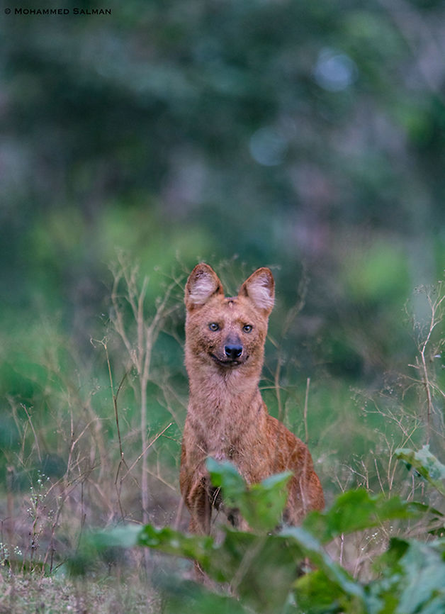 A Dhole portrait || Kabini || Sept 2018<br />
<a href="https://www.facebook.com/MohammedSalmanPics/" rel="nofollow">https://www.facebook.com/MohammedSalmanPics/</a><br />
 Cuon alpinus,Dhole