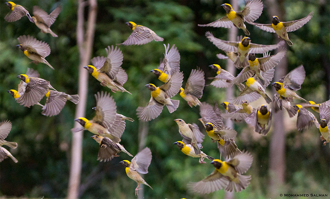 Baya weavers in flight || Hampi || July 2018<br />
<a href="https://www.facebook.com/MohammedSalmanPics/" rel="nofollow">https://www.facebook.com/MohammedSalmanPics/</a><br />
 Baya Weaver,Ploceus philippinus