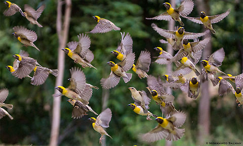 Baya weavers in flight || Hampi || July 2018
https://www.facebook.com/MohammedSalmanPics/
 Baya Weaver,Ploceus philippinus