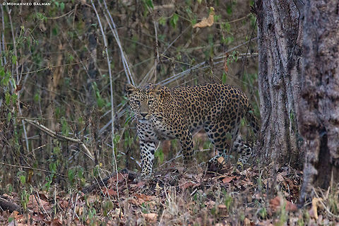 And the leopard emerges || Kabini || Jan 2017
https://www.facebook.com/MohammedSalmanPics/ Leopard,Panthera pardus