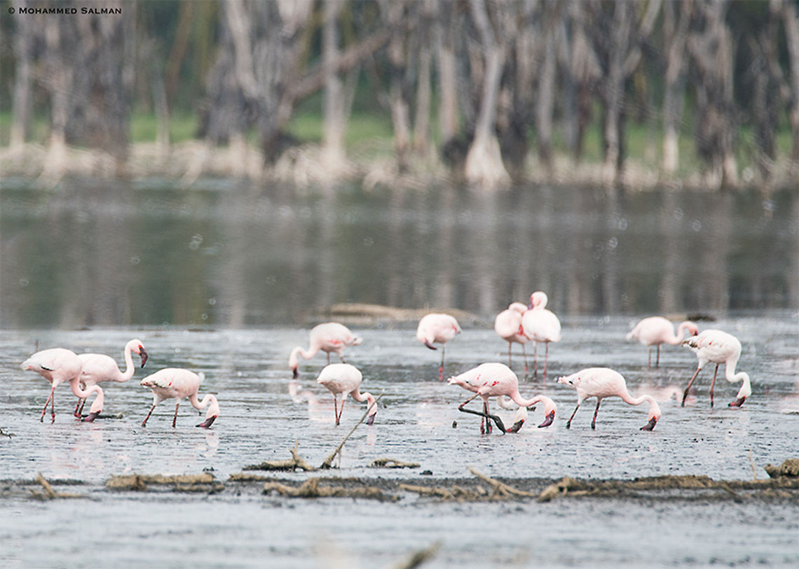 Lesser flamingos || Lake Nakuru || Aug 2017<br />
<a href="https://www.facebook.com/MohammedSalmanPics/" rel="nofollow">https://www.facebook.com/MohammedSalmanPics/</a>  Lesser Flamingo,Phoenicopterus minor