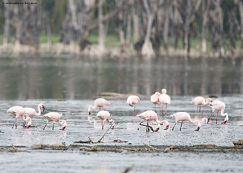 Lesser flamingos || Lake Nakuru || Aug 2017
https://www.facebook.com/MohammedSalmanPics/  Lesser Flamingo,Phoenicopterus minor