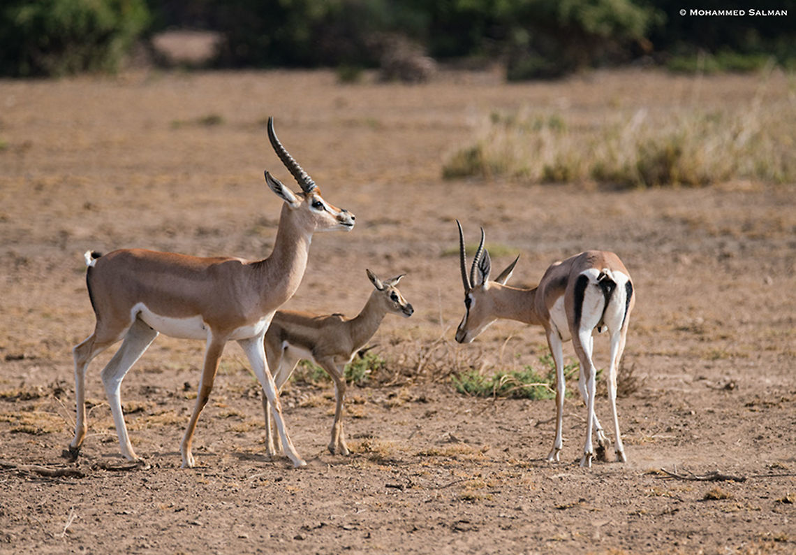 Grant's gazelle family || Amboseli || Aug 2017<br />
<a href="https://www.facebook.com/MohammedSalmanPics/" rel="nofollow">https://www.facebook.com/MohammedSalmanPics/</a><br />
 Grants Gazelle,Nanger granti