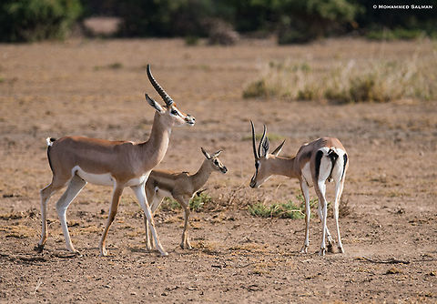 Grant's gazelle family || Amboseli || Aug 2017
https://www.facebook.com/MohammedSalmanPics/
 Grants Gazelle,Nanger granti