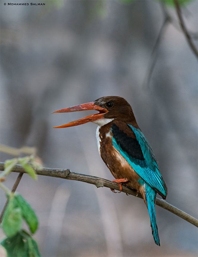 White-throated kingfisher || Ranthambore || June 2018<br />
<a href="https://www.facebook.com/MohammedSalmanPics/" rel="nofollow">https://www.facebook.com/MohammedSalmanPics/</a> Halcyon smyrnensis,White-throated kingfisher