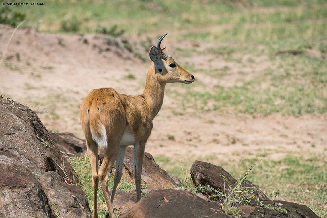 Bohor reedbuck || Maasai Mara || Aug 2017<br />
<a href="https://www.facebook.com/MohammedSalmanPics/" rel="nofollow">https://www.facebook.com/MohammedSalmanPics/</a> Bohor reedbuck,Redunca redunca