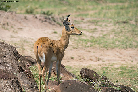 Bohor reedbuck || Maasai Mara || Aug 2017
https://www.facebook.com/MohammedSalmanPics/ Bohor reedbuck,Redunca redunca