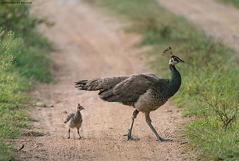 Peahen & chick || Bandipur || Sept 2018
https://www.facebook.com/MohammedSalmanPics/ Indian peafowl,Pavo cristatus