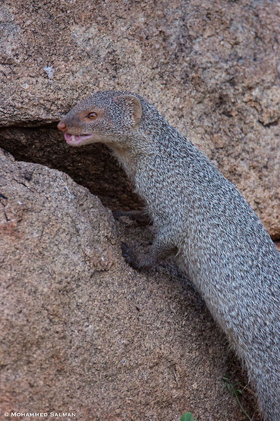 Indian grey mongoose || Hampi || July 2018<br />
<a href="https://www.facebook.com/MohammedSalmanPics/" rel="nofollow">https://www.facebook.com/MohammedSalmanPics/</a> Herpestes edwardsii,Indian grey Mongoose