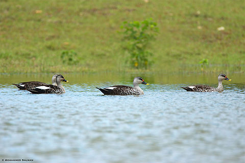 Spot billed ducks || Kabini || Sept 2018
https://www.facebook.com/MohammedSalmanPics/ Anas poecilorhyncha,Spot-billed duck