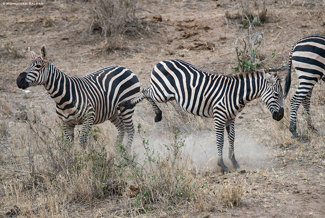 Zebra's kick || Tsavo West || Aug 2017<br />
<a href="https://www.facebook.com/MohammedSalmanPics/" rel="nofollow">https://www.facebook.com/MohammedSalmanPics/</a> Equus quagga,Plains zebra