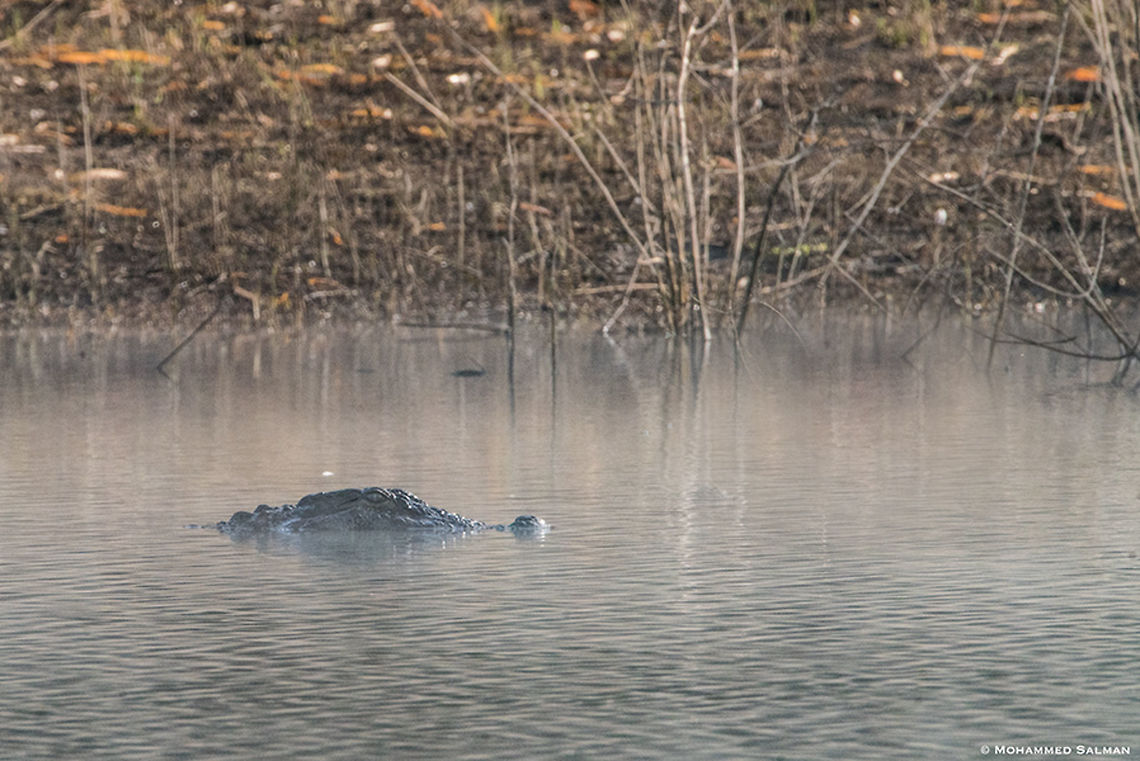 Marsh crocodile || Lakkavalli, Bhadra || Jan 2019<br />
<a href="https://www.facebook.com/MohammedSalmanPics/" rel="nofollow">https://www.facebook.com/MohammedSalmanPics/</a> Crocodylus palustris,Mugger crocodile