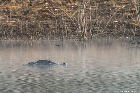 Marsh crocodile || Lakkavalli, Bhadra || Jan 2019
https://www.facebook.com/MohammedSalmanPics/ Crocodylus palustris,Mugger crocodile